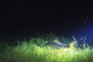 fish, roach, underwater photo