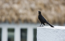 Great-tailed Grackle (Quiscalus Mexicanus) In Mexico