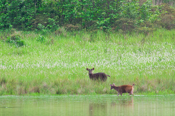 deer, Khao Yai National park, Thailand