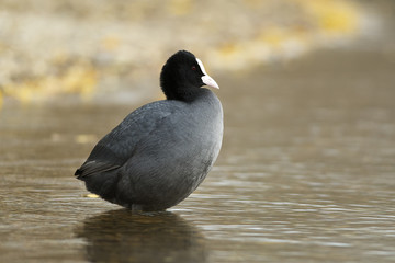 Eurasian Coot, Autumn