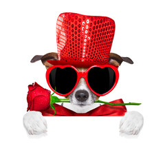 Poster - valentines dog in love