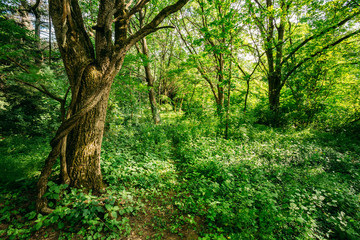 Summer deciduous forest tree wood