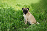 Fototapeta Konie - A pug sitting on the green grass