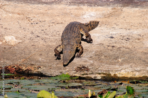 Fotografie, Obraz coccodrillo del nilo parco del kruger sudafrica