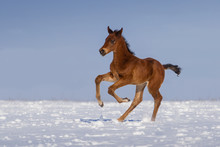 Colt Run Gallop In Snow Field
