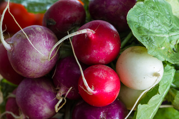 Wall Mural - fresh raw organic radish