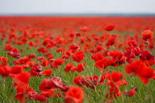 Flowers - A Field Of Red Poppies