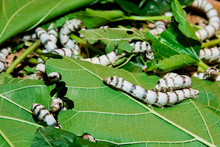 Close Up Silkworm Eating Mulberry Green Leaf