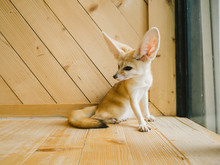 Fennec Fox As A Pet.