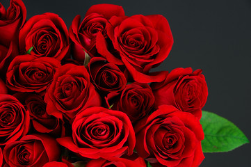Fotomurales - red rose background