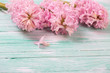 Fresh pink hyacinths flowers on turquoise painted wooden backgro