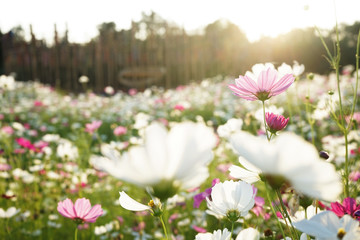 Wall Mural - Cosmos flowers blooming in the garden