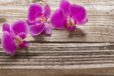 Fototapeta Storczyk - Pink orchid flowers on a wooden background