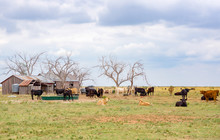 Cattle Ranch, Texas Panhandle Near Amarillo, Texas, United States Rural Landscape