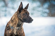 Portrait of dutch shepherd dog in winter