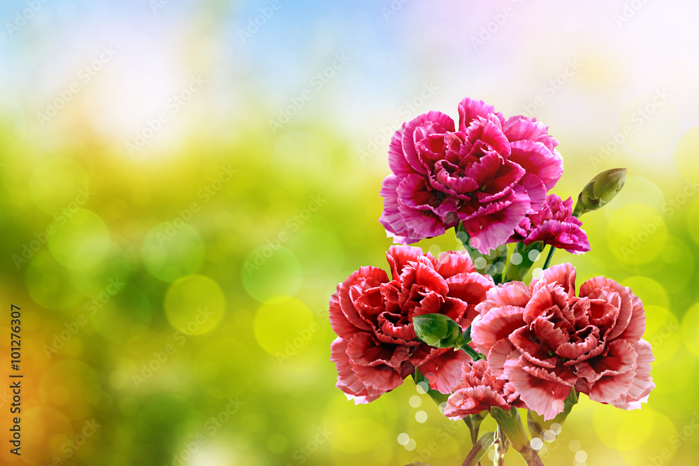  branch of beautiful flowers carnation - obrazy, fototapety, plakaty 
