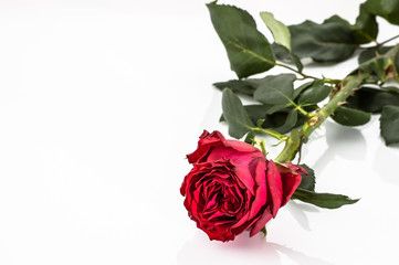 Wall Mural - Red rose isolated on white background