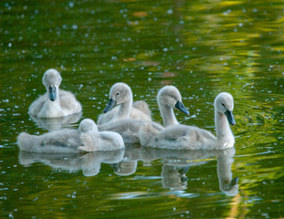 Canvas Print - Cygnets