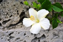 White Hibiscus Flower With A White Center And Yellow Stamen