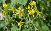 Yellow Tomato Flowers Growing On The Vine