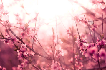 Fotomurales - Spring flowers