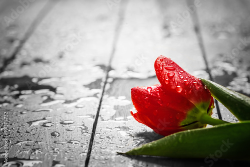Fototapeta na wymiar Fresh red tulip flower on wood. Wet, morning spring dew.