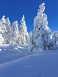 Snow covered pine tree forest landscape