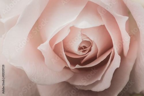 Naklejka ścienna Closeup of a pink rose