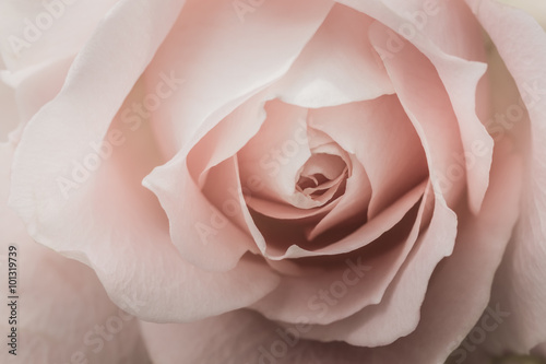 Fototapeta na wymiar Closeup of a pink rose