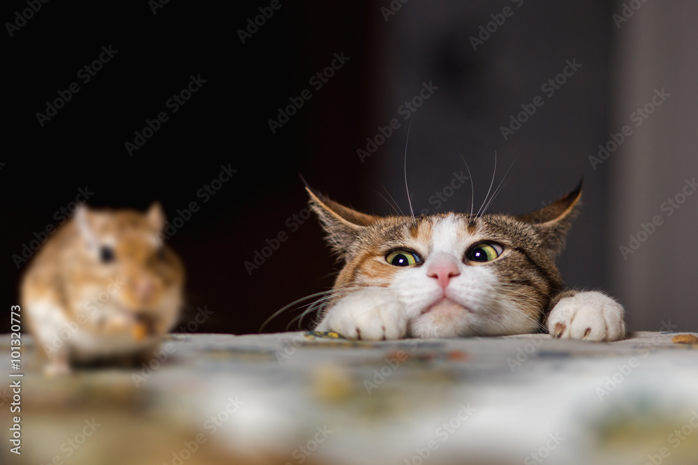 Cat playing with little gerbil mouse on thetable - obrazy, fototapety, plakaty 