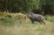 Male boar in ancient forest
