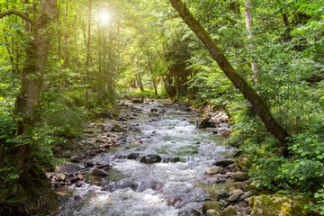 Wall Mural - Mountain River in the wood