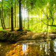 canvas print picture Wald mit Sonne