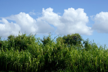  Sugarcane field, Kauai, USA