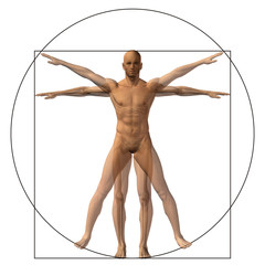 Wall Mural - Vitruvian human or man conceptual 3d proportion anatomy body