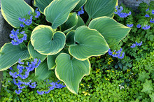 Hosta With Ground Cover