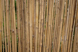 Fototapeta Sypialnia - dry bamboo in row with space