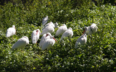 the white ibis group with plants in Miami, Florida