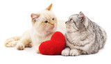Fototapeta Koty - Two cats and red heart.