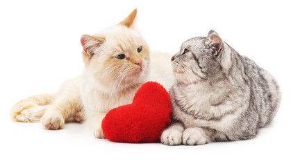 Two cats and red heart.