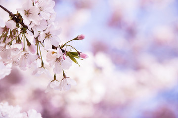 Closeup of cherry tree blossoms in the spring