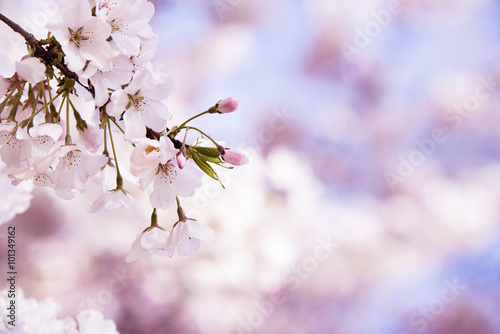 Fotografie, Obraz Closeup of cherry tree blossoms in the spring