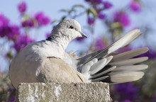Eurasian Collared-Dove (Streptopelia Decaocto)