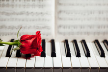 Red Rose On Piano Keys And Music Book