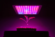 Young Tomato Plant Under LED Grow Light