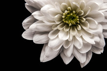 White Chrysanthemum At The Right Of The Black Background