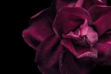 Dark Red Rose On The Black Background Close-up