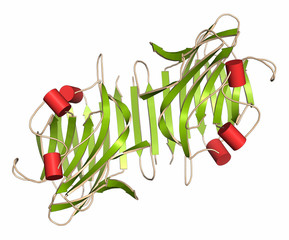 Wall Mural - Pea lectin protein. Carbohydrate binding protein.