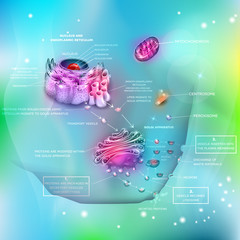 Wall Mural - Cell anatomy and functions, nucleus, endoplasmic reticulum, Golgi apparatus, Mitochondrion, Centrosome etc. Proteins synthesis and distribution, exocytosis