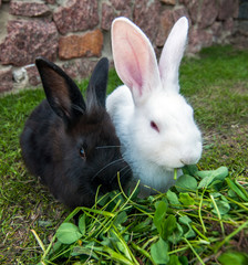 Small rabbits